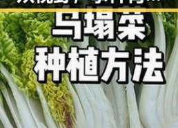 流浪猫小菊再现公众视野，事件背后隐藏的真相令人深思