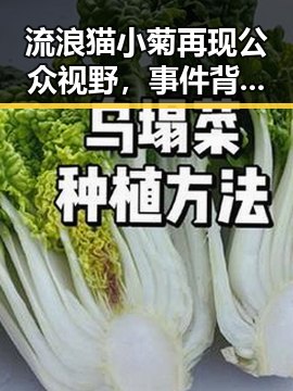 流浪猫小菊再现公众视野,事件背后隐藏的真相令人深思