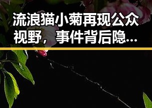 流浪猫小菊再现公众视野,事件背后隐藏的真相令人深思